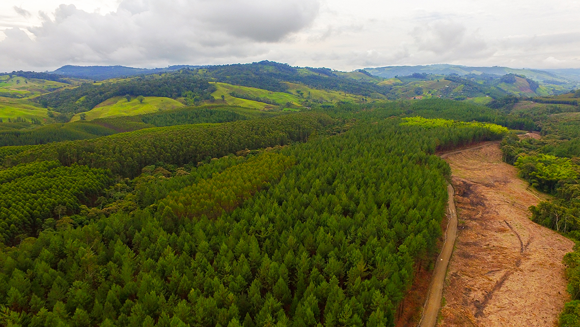The reforestation of large woodlands
