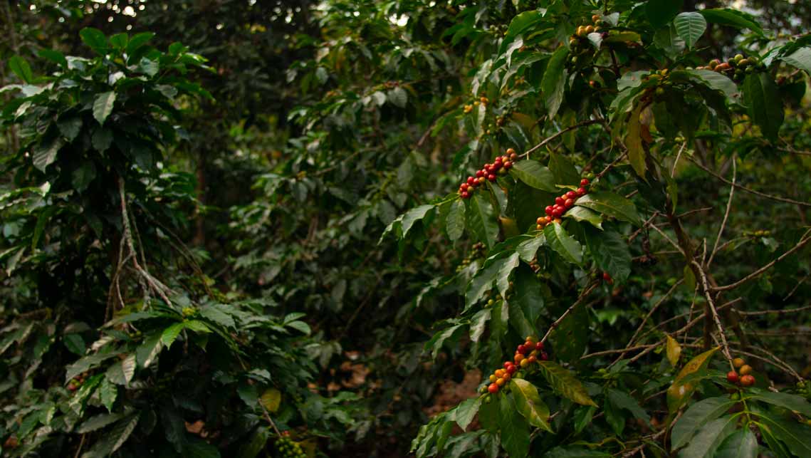 coffee berries 4th wave of coffee