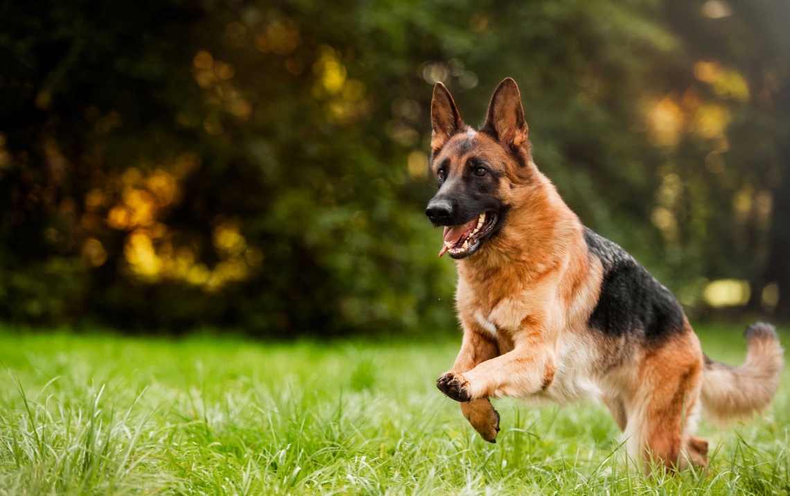 German shepherd running - image about supplements and petfood representing dog health