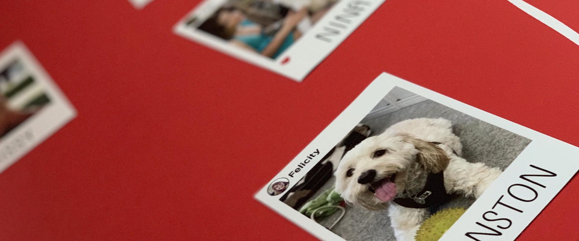 Panel dogs in Purina offices