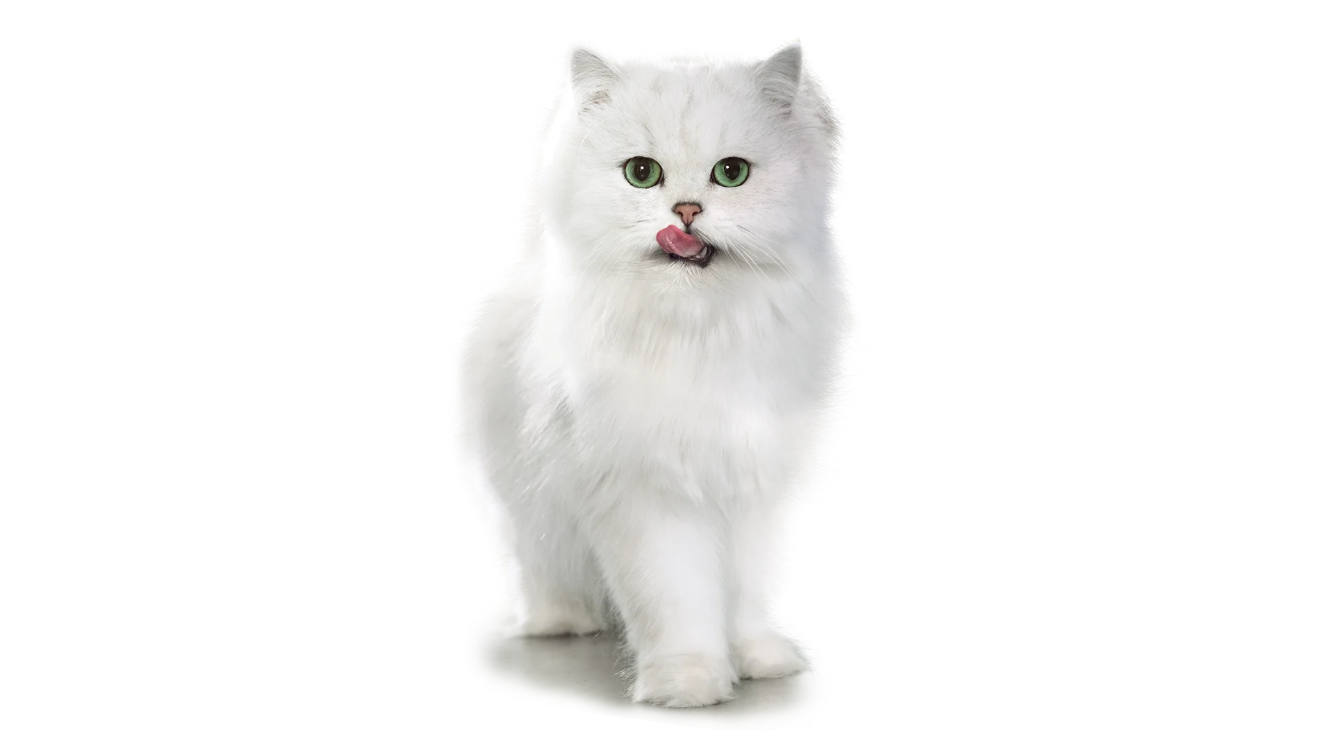 Il gatto hero del brand Gourmet™